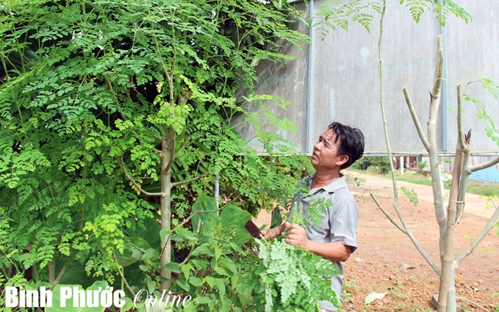 Tải Miễn Phí Hình Ảnh Cây Chùm Ngây Chất Lượng Cao – Dành Cho Nhà Nghiên Cứu & Yêu Thích Thực Vật Tải Miễn Phí Hình Ảnh Cây Chùm Ngây Chất Lượng Cao – Dành Cho Nhà Nghiên Cứu & Yêu Thích Thực Vật