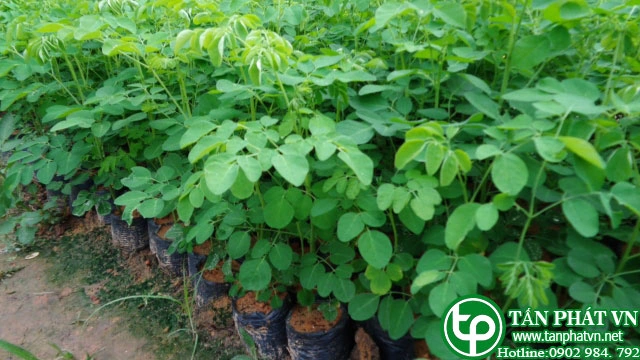 Tải Miễn Phí Hình Ảnh Cây Chùm Ngây Chất Lượng Cao – Dành Cho Nhà Nghiên Cứu & Yêu Thích Thực Vật Tải Miễn Phí Hình Ảnh Cây Chùm Ngây Chất Lượng Cao – Dành Cho Nhà Nghiên Cứu & Yêu Thích Thực Vật
