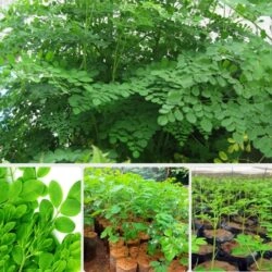 Tải Miễn Phí Hình Ảnh Cây Chùm Ngây Chất Lượng Cao – Dành Cho Nhà Nghiên Cứu & Yêu Thích Thực Vật Tải Miễn Phí Hình Ảnh Cây Chùm Ngây Chất Lượng Cao – Dành Cho Nhà Nghiên Cứu & Yêu Thích Thực Vật