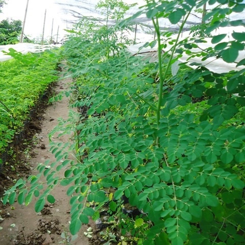 Tải Miễn Phí Hình Ảnh Cây Chùm Ngây Chất Lượng Cao – Dành Cho Nhà Nghiên Cứu & Yêu Thích Thực Vật Tải Miễn Phí Hình Ảnh Cây Chùm Ngây Chất Lượng Cao – Dành Cho Nhà Nghiên Cứu & Yêu Thích Thực Vật