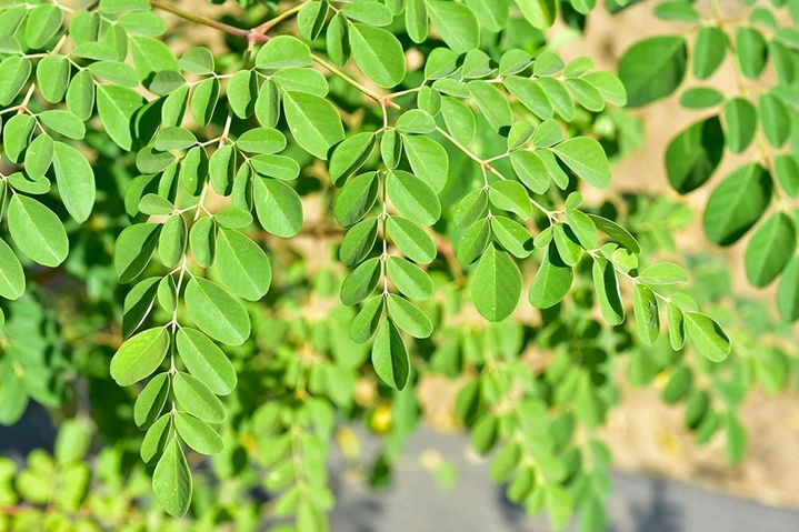 Tải Miễn Phí Hình Ảnh Cây Chùm Ngây Chất Lượng Cao – Dành Cho Nhà Nghiên Cứu & Yêu Thích Thực Vật Tải Miễn Phí Hình Ảnh Cây Chùm Ngây Chất Lượng Cao – Dành Cho Nhà Nghiên Cứu & Yêu Thích Thực Vật