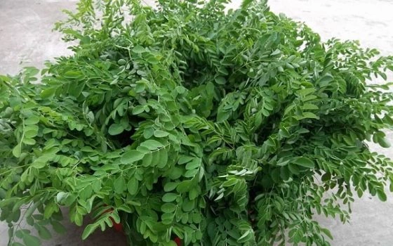 Tải Miễn Phí Hình Ảnh Cây Chùm Ngây Chất Lượng Cao – Dành Cho Nhà Nghiên Cứu & Yêu Thích Thực Vật Tải Miễn Phí Hình Ảnh Cây Chùm Ngây Chất Lượng Cao – Dành Cho Nhà Nghiên Cứu & Yêu Thích Thực Vật