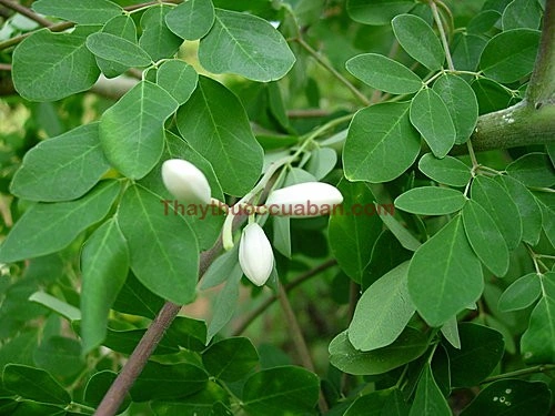 Tải Miễn Phí Hình Ảnh Cây Chùm Ngây Chất Lượng Cao – Dành Cho Nhà Nghiên Cứu & Yêu Thích Thực Vật Tải Miễn Phí Hình Ảnh Cây Chùm Ngây Chất Lượng Cao – Dành Cho Nhà Nghiên Cứu & Yêu Thích Thực Vật