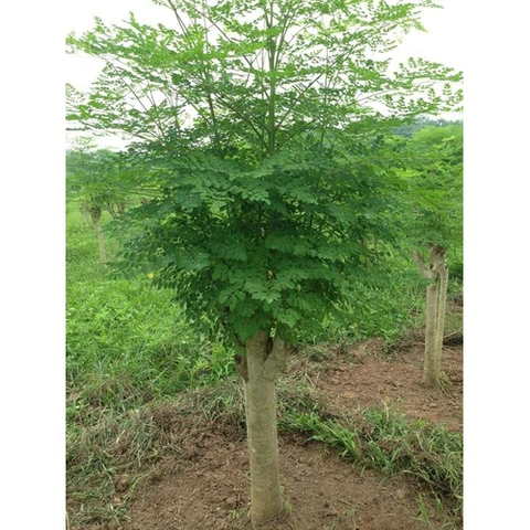 Tải Miễn Phí Hình Ảnh Cây Chùm Ngây Chất Lượng Cao – Dành Cho Nhà Nghiên Cứu & Yêu Thích Thực Vật Tải Miễn Phí Hình Ảnh Cây Chùm Ngây Chất Lượng Cao – Dành Cho Nhà Nghiên Cứu & Yêu Thích Thực Vật