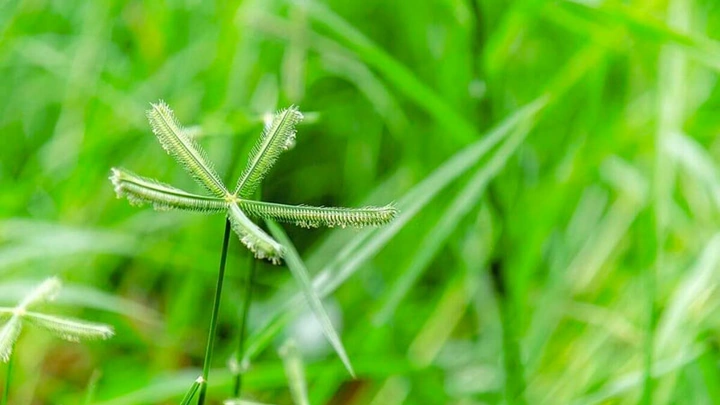 Hình Ảnh Cây Cỏ Mần Trầu: Nhận Dạng, Đặc Điểm & Ứng Dụng Cho Người Mới Bắt Đầu
