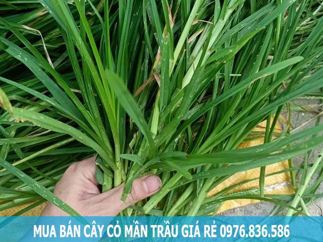 Hình Ảnh Cây Cỏ Mần Trầu: Nhận Dạng, Đặc Điểm & Ứng Dụng Cho Người Mới Bắt Đầu