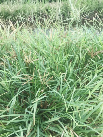 Hình Ảnh Cây Cỏ Mần Trầu: Nhận Dạng, Đặc Điểm & Ứng Dụng Cho Người Mới Bắt Đầu