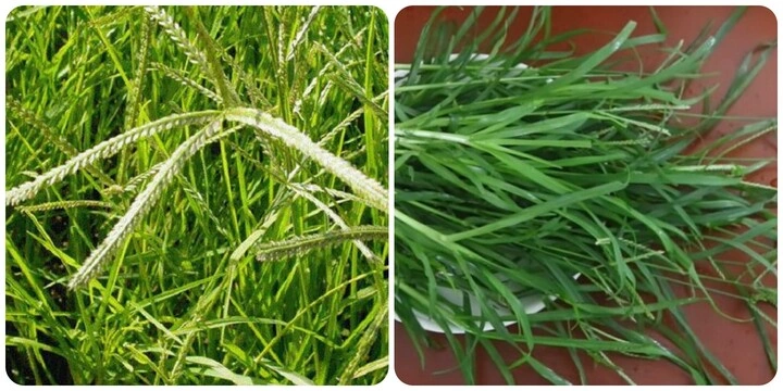 Hình Ảnh Cây Cỏ Mần Trầu: Nhận Dạng, Đặc Điểm & Ứng Dụng Cho Người Mới Bắt Đầu
