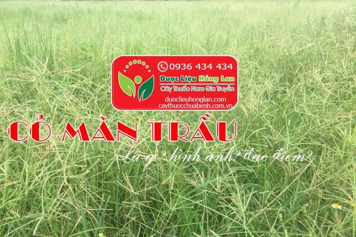 Hình Ảnh Cây Cỏ Mần Trầu: Nhận Dạng, Đặc Điểm & Ứng Dụng Cho Người Mới Bắt Đầu