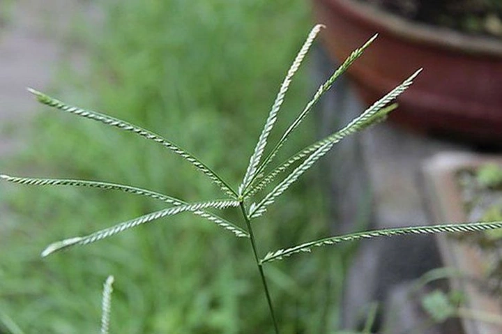 Hình Ảnh Cây Cỏ Mần Trầu: Nhận Dạng, Đặc Điểm & Ứng Dụng Cho Người Mới Bắt Đầu