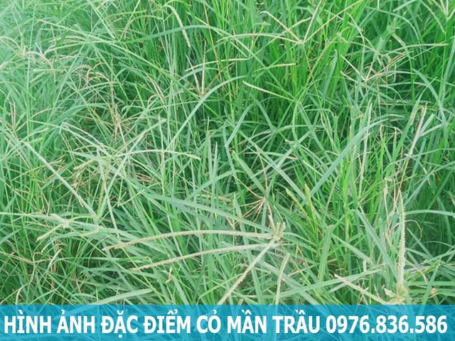 Hình Ảnh Cây Cỏ Mần Trầu: Nhận Dạng, Đặc Điểm & Ứng Dụng Cho Người Mới Bắt Đầu