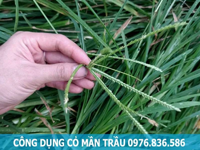 Hình Ảnh Cây Cỏ Mần Trầu: Nhận Dạng, Đặc Điểm & Ứng Dụng Cho Người Mới Bắt Đầu