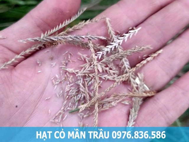 Hình Ảnh Cây Cỏ Mần Trầu: Nhận Dạng, Đặc Điểm & Ứng Dụng Cho Người Mới Bắt Đầu