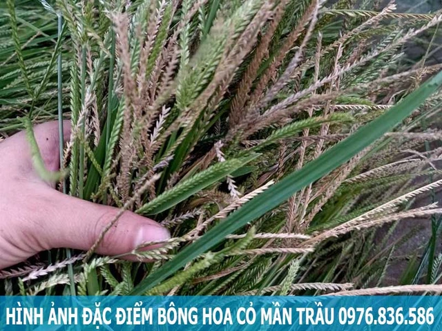 Hình Ảnh Cây Cỏ Mần Trầu: Nhận Dạng, Đặc Điểm & Ứng Dụng Cho Người Mới Bắt Đầu