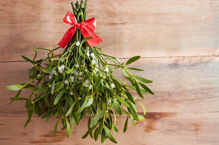 Hình Ảnh Chi Tiết Của Cây Tầm Gửi: Khám Phá Loại, Đặc Điểm, Công Dụng Và Cách Sử Dụng Cho Người Quan Tâm Sức Khỏe Hình Ảnh Chi Tiết Của Cây Tầm Gửi: Khám Phá Loại, Đặc Điểm, Công Dụng Và Cách Sử Dụng Cho Người Quan Tâm Sức Khỏe
