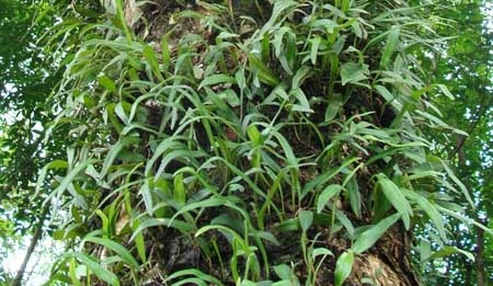 Hình Ảnh Chi Tiết Của Cây Tầm Gửi: Khám Phá Loại, Đặc Điểm, Công Dụng Và Cách Sử Dụng Cho Người Quan Tâm Sức Khỏe Hình Ảnh Chi Tiết Của Cây Tầm Gửi: Khám Phá Loại, Đặc Điểm, Công Dụng Và Cách Sử Dụng Cho Người Quan Tâm Sức Khỏe
