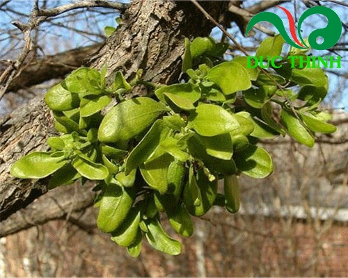 Hình Ảnh Chi Tiết Của Cây Tầm Gửi: Khám Phá Loại, Đặc Điểm, Công Dụng Và Cách Sử Dụng Cho Người Quan Tâm Sức Khỏe Hình Ảnh Chi Tiết Của Cây Tầm Gửi: Khám Phá Loại, Đặc Điểm, Công Dụng Và Cách Sử Dụng Cho Người Quan Tâm Sức Khỏe