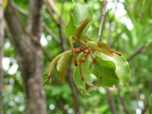 Hình Ảnh Chi Tiết Của Cây Tầm Gửi: Khám Phá Loại, Đặc Điểm, Công Dụng Và Cách Sử Dụng Cho Người Quan Tâm Sức Khỏe Hình Ảnh Chi Tiết Của Cây Tầm Gửi: Khám Phá Loại, Đặc Điểm, Công Dụng Và Cách Sử Dụng Cho Người Quan Tâm Sức Khỏe