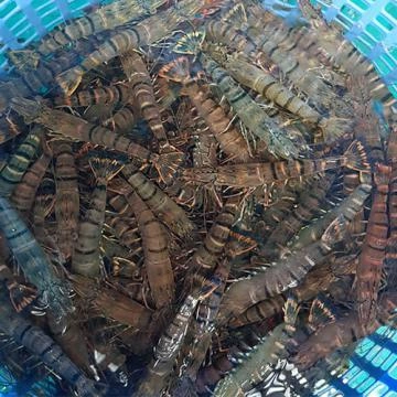 100+ Hình Ảnh Cua Gạch Son 2026 – Bộ Sưu Tập Đẹp Nhất, Đa Dạng Cho Mọi Nhu Cầu 100+ Hình Ảnh Cua Gạch Son 2026 – Bộ Sưu Tập Đẹp Nhất, Đa Dạng Cho Mọi Nhu Cầu