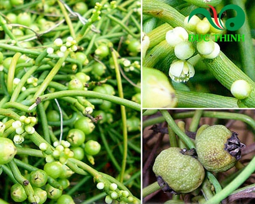 Hình Ảnh Dây Tơ Hồng Xanh: Đặc Điểm, Công Dụng Y Học & Cách Sử Dụng An Toàn Cho Người Mới Tìm Hiểu