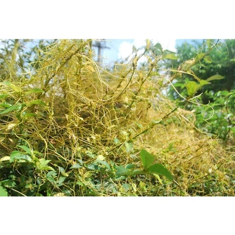 Hình Ảnh Dây Tơ Hồng Xanh: Đặc Điểm, Công Dụng Y Học & Cách Sử Dụng An Toàn Cho Người Mới Tìm Hiểu
