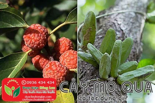 Hình Ảnh Dây Tơ Hồng Xanh: Đặc Điểm, Công Dụng Y Học & Cách Sử Dụng An Toàn Cho Người Mới Tìm Hiểu