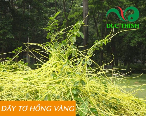 Hình Ảnh Dây Tơ Hồng Xanh: Đặc Điểm, Công Dụng Y Học & Cách Sử Dụng An Toàn Cho Người Mới Tìm Hiểu
