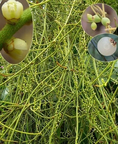Hình Ảnh Dây Tơ Hồng Xanh: Đặc Điểm, Công Dụng Y Học & Cách Sử Dụng An Toàn Cho Người Mới Tìm Hiểu
