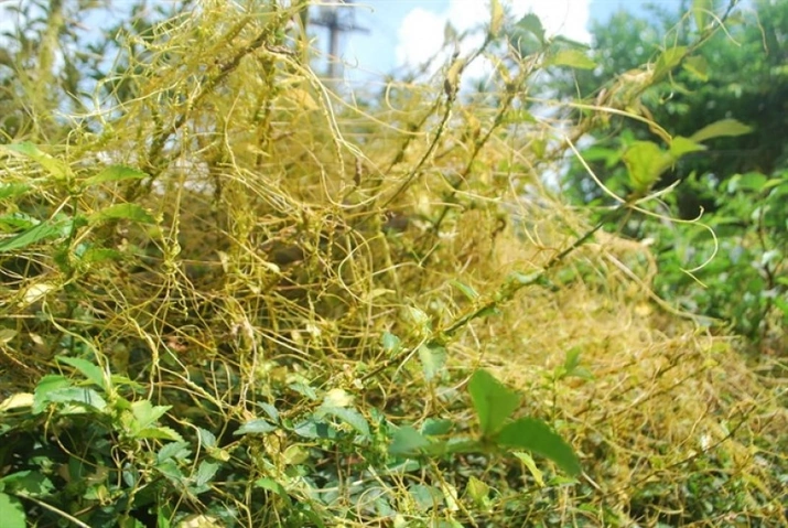 Hình Ảnh Dây Tơ Hồng Xanh: Đặc Điểm, Công Dụng Y Học & Cách Sử Dụng An Toàn Cho Người Mới Tìm Hiểu