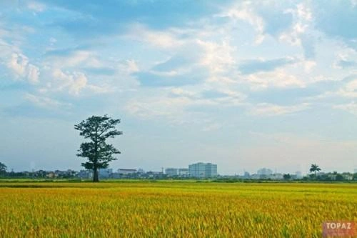 100+ Hình Ảnh Đồng Lúa Đẹp 2026 - Bộ Sưu Tập Wallpaper Cao Cấp, 100+ Cảnh Nông Trại Thơ Mộng 100+ Hình Ảnh Đồng Lúa Đẹp 2026 - Bộ Sưu Tập Wallpaper Cao Cấp, 100+ Cảnh Nông Trại Thơ Mộng
