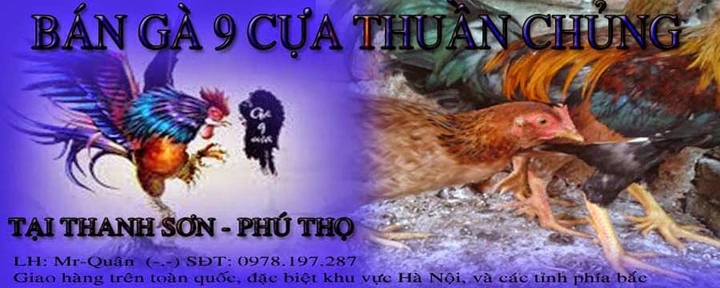 100+ Hình Ảnh Gà Chín Cựa 2026 – Bộ Sưu Tập Đẹp Nhất, Siêu Sắc Nét, Đầy Đủ Chủ Đề 100+ Hình Ảnh Gà Chín Cựa 2026 – Bộ Sưu Tập Đẹp Nhất, Siêu Sắc Nét, Đầy Đủ Chủ Đề