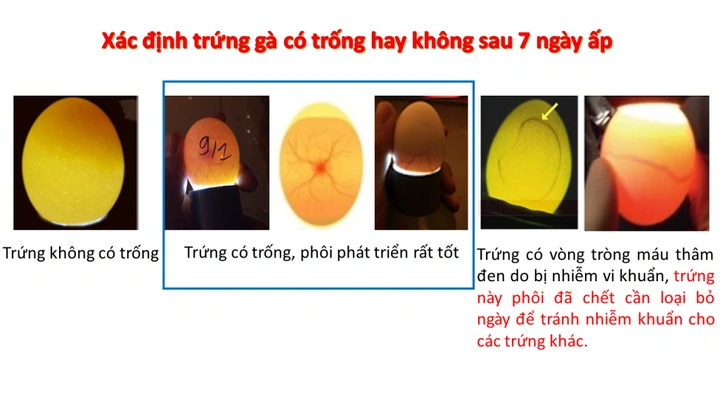 Tải Miễn Phí & Sử Dụng Hình Ảnh Gà Mái Ấp Trứng: Hướng Dẫn Toàn Diện Cho Người Yêu Thú Cưng & Nhà Thiết Kế Tải Miễn Phí & Sử Dụng Hình Ảnh Gà Mái Ấp Trứng: Hướng Dẫn Toàn Diện Cho Người Yêu Thú Cưng & Nhà Thiết Kế