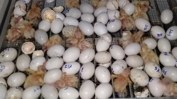 Tải Miễn Phí & Sử Dụng Hình Ảnh Gà Mái Ấp Trứng: Hướng Dẫn Toàn Diện Cho Người Yêu Thú Cưng & Nhà Thiết Kế Tải Miễn Phí & Sử Dụng Hình Ảnh Gà Mái Ấp Trứng: Hướng Dẫn Toàn Diện Cho Người Yêu Thú Cưng & Nhà Thiết Kế