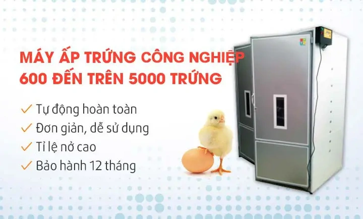 Tải Miễn Phí & Sử Dụng Hình Ảnh Gà Mái Ấp Trứng: Hướng Dẫn Toàn Diện Cho Người Yêu Thú Cưng & Nhà Thiết Kế Tải Miễn Phí & Sử Dụng Hình Ảnh Gà Mái Ấp Trứng: Hướng Dẫn Toàn Diện Cho Người Yêu Thú Cưng & Nhà Thiết Kế