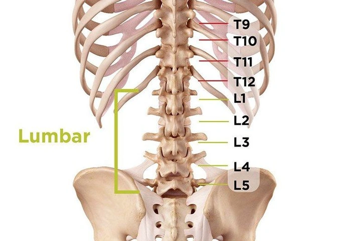 Hình Ảnh Gai Cột Sống Thắt Lưng: Định Nghĩa, Nguyên Nhân, Triệu Chứng & Cách Điều Trị Dành Cho Người Mới Bắt Đầu