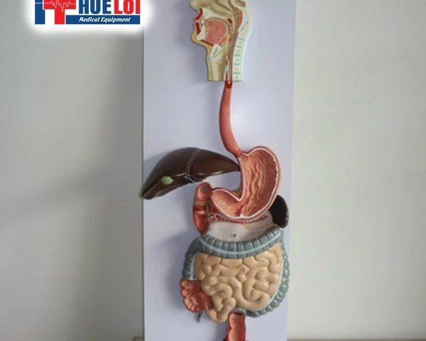 Hình Ảnh Giải Phẫu Khớp Vai: Cấu Trúc Chi Tiết, Bệnh Lý Thường Gặp Và Ứng Dụng Lâm Sàng Cho Sinh Viên Y & Bác Sĩ