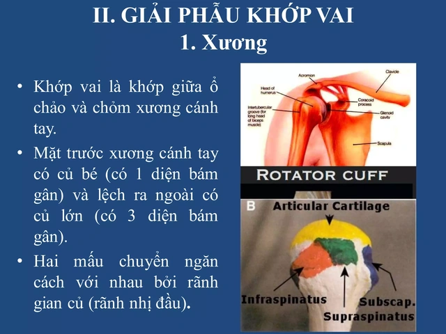 Hình Ảnh Giải Phẫu Khớp Vai: Cấu Trúc Chi Tiết, Bệnh Lý Thường Gặp Và Ứng Dụng Lâm Sàng Cho Sinh Viên Y & Bác Sĩ