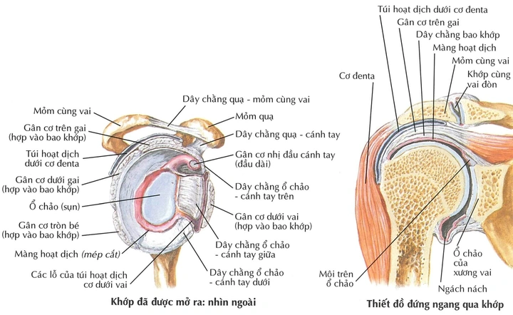 Hình Ảnh Giải Phẫu Khớp Vai: Cấu Trúc Chi Tiết, Bệnh Lý Thường Gặp Và Ứng Dụng Lâm Sàng Cho Sinh Viên Y & Bác Sĩ
