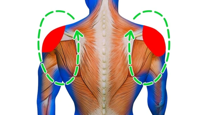 Hình Ảnh Giải Phẫu Khớp Vai: Cấu Trúc Chi Tiết, Bệnh Lý Thường Gặp Và Ứng Dụng Lâm Sàng Cho Sinh Viên Y & Bác Sĩ