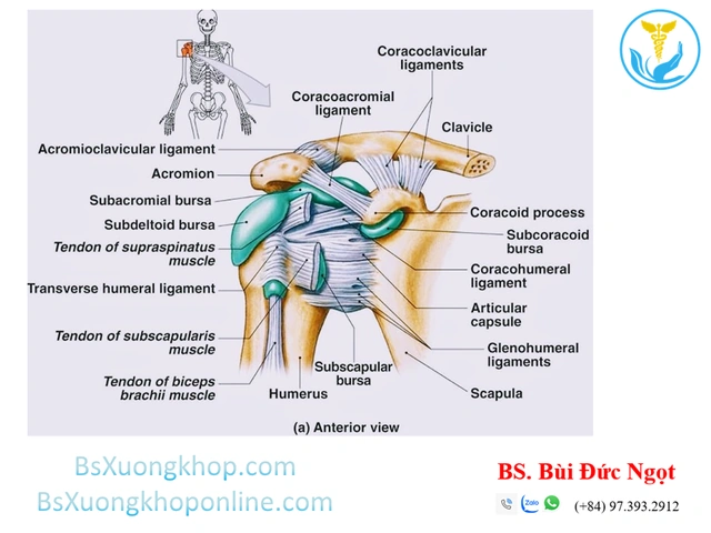 Hình Ảnh Giải Phẫu Khớp Vai: Cấu Trúc Chi Tiết, Bệnh Lý Thường Gặp Và Ứng Dụng Lâm Sàng Cho Sinh Viên Y & Bác Sĩ