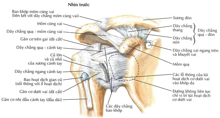 Hình Ảnh Giải Phẫu Khớp Vai: Cấu Trúc Chi Tiết, Bệnh Lý Thường Gặp Và Ứng Dụng Lâm Sàng Cho Sinh Viên Y & Bác Sĩ