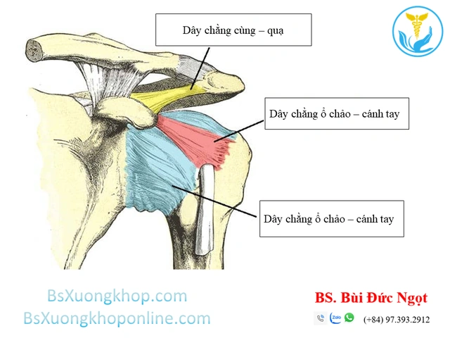 Hình Ảnh Giải Phẫu Khớp Vai: Cấu Trúc Chi Tiết, Bệnh Lý Thường Gặp Và Ứng Dụng Lâm Sàng Cho Sinh Viên Y & Bác Sĩ