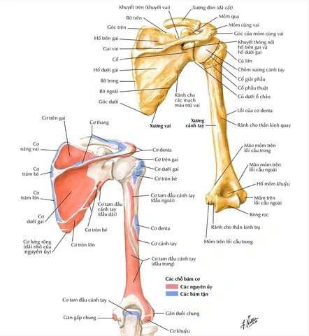 Hình Ảnh Giải Phẫu Khớp Vai: Cấu Trúc Chi Tiết, Bệnh Lý Thường Gặp Và Ứng Dụng Lâm Sàng Cho Sinh Viên Y & Bác Sĩ