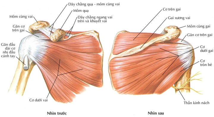 Hình Ảnh Giải Phẫu Khớp Vai: Cấu Trúc Chi Tiết, Bệnh Lý Thường Gặp Và Ứng Dụng Lâm Sàng Cho Sinh Viên Y & Bác Sĩ