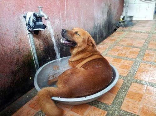 Những Bức Ảnh Hài Hước Về Nắng Nóng: Bộ Sưu Tập “giải Nhiệt” Dành Cho Người Dùng Mạng Những Bức Ảnh Hài Hước Về Nắng Nóng: Bộ Sưu Tập “giải Nhiệt” Dành Cho Người Dùng Mạng