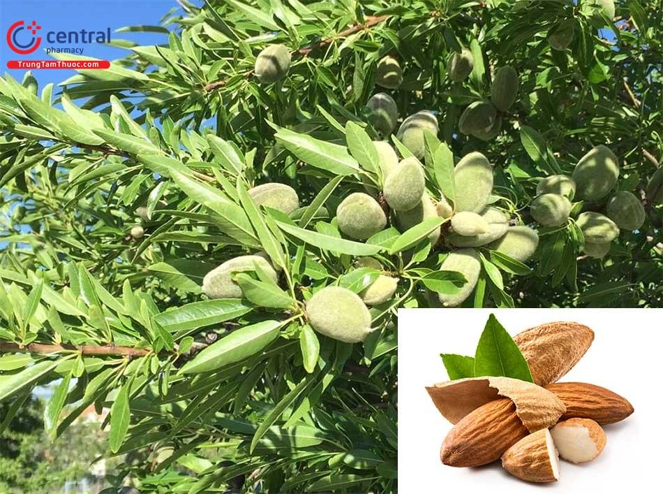 100+ Hình Ảnh Hạnh Nhân 2026 Đẹp Nhất, 100+ Bức Ảnh Hạnh Nhân Siêu Đẹp, Tải Ngay 100+ Hình Ảnh Hạnh Nhân 2026 Đẹp Nhất, 100+ Bức Ảnh Hạnh Nhân Siêu Đẹp, Tải Ngay