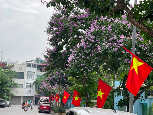100+ Hình Ảnh Hoa Bâng Khuâng 2026 - Bạn Đã Xem Đủ Chưa? 100+ Hình Ảnh Hoa Bâng Khuâng 2026 - Bạn Đã Xem Đủ Chưa?