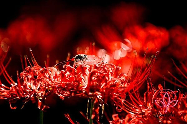 Hình Ảnh Hoa Bỉ Ngạn Đau Thương: Ý Nghĩa, Truyền Thuyết & Cách Tải Wallpaper Đẹp Nhất Hình Ảnh Hoa Bỉ Ngạn Đau Thương: Ý Nghĩa, Truyền Thuyết & Cách Tải Wallpaper Đẹp Nhất