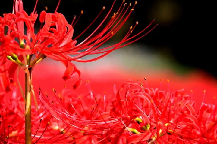 Hình Ảnh Hoa Bỉ Ngạn Đau Thương: Ý Nghĩa, Truyền Thuyết & Cách Tải Wallpaper Đẹp Nhất Hình Ảnh Hoa Bỉ Ngạn Đau Thương: Ý Nghĩa, Truyền Thuyết & Cách Tải Wallpaper Đẹp Nhất