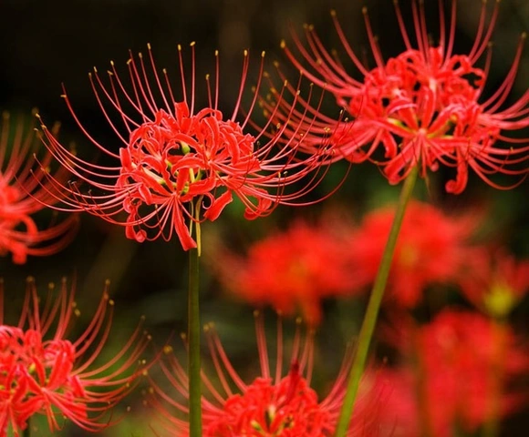 Hình Ảnh Hoa Bỉ Ngạn Đau Thương: Ý Nghĩa, Truyền Thuyết & Cách Tải Wallpaper Đẹp Nhất Hình Ảnh Hoa Bỉ Ngạn Đau Thương: Ý Nghĩa, Truyền Thuyết & Cách Tải Wallpaper Đẹp Nhất